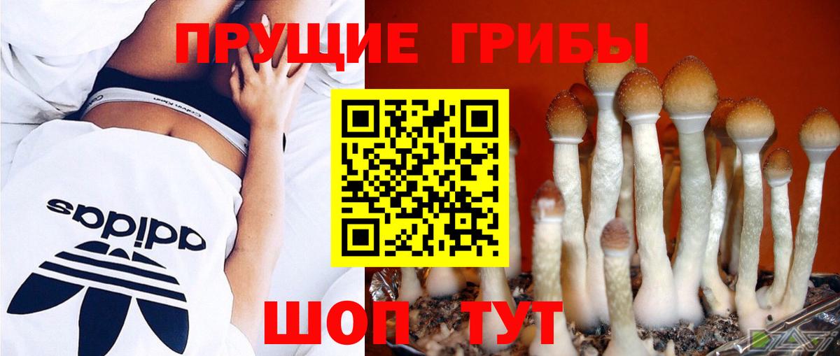 Галлюциногенные грибы Psilocybine cubensis  Вход с VPN  Псилоцибиновые грибы мицелий  Химки 